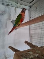 Pyrrhura man, Mannelijk, Parkiet