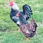 Barnevelder kriel, Meerdere dieren, Kip