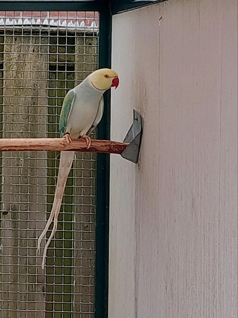 Halsbandparkieten., Dieren en Toebehoren, Vogels | Parkieten en Papegaaien, Mannelijk, Parkiet, Geringd