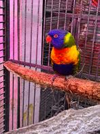 Lori, Dieren en Toebehoren, Geslacht onbekend, Papegaai, Geringd