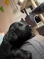 Flatcoated retriever pups, Dieren en Toebehoren, Overige rassen, 8 tot 15 weken, Parvo, Meerdere