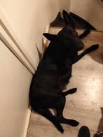 Hollandse herder Puppies geboren, 8 tot 15 weken, Parvo, Meerdere, Meerdere dieren