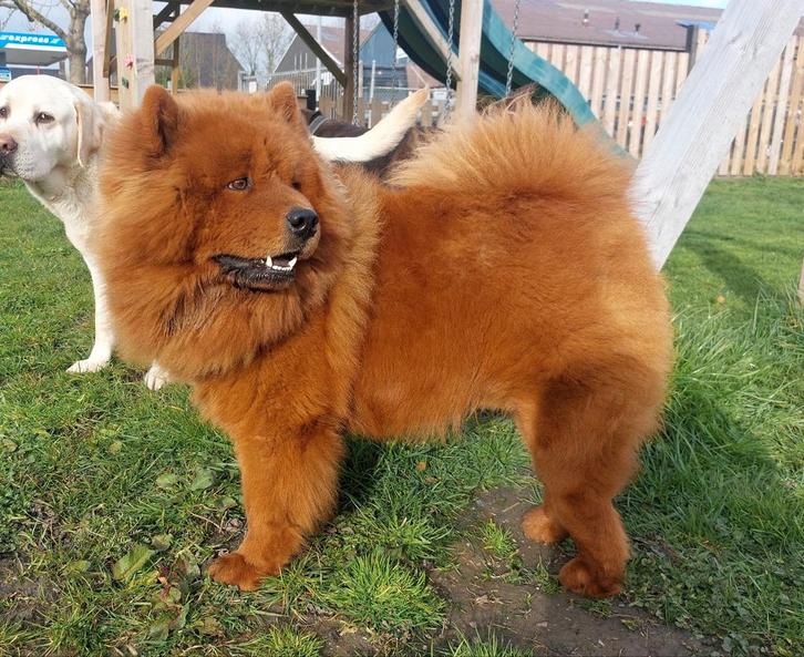 Dekreu, Dieren en Toebehoren, Honden | Poolhonden, Keeshonden en Oertypen, Reu, Overige rassen, Particulier, Eén hond, Nederland