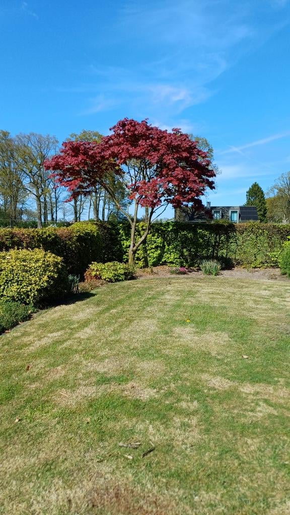 Japanse esdoorn, Tuin en Terras, Planten | Bomen, Bloeit niet, Halfschaduw, 100 tot 250 cm, Overige soorten