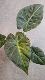Alocasia Regal Shield Aurea Variegata, Ophalen of Verzenden, Halfschaduw, Minder dan 100 cm