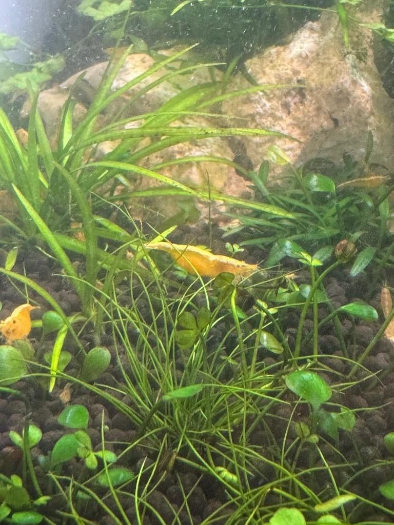 Gele Neocaridina garnalen, Kreeft, Krab of Garnaal, Zoetwatervis, Schoolvis