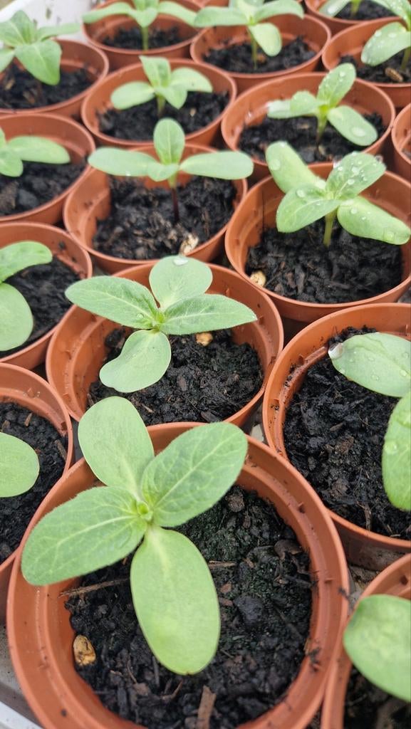 Zonnebloem stekjes, Ophalen, Eenjarig, Overige soorten, Volle zon