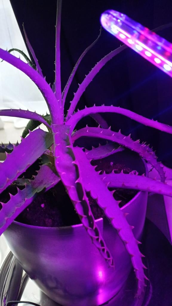 Groeilamp voor planten[nieuw, Ophalen of Verzenden, Nieuw, Overige typen