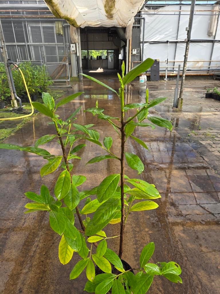 Laurier, Tuin en Terras, Planten | Bomen, Bloeit niet, Halfschaduw, 100 tot 250 cm, Overige soorten