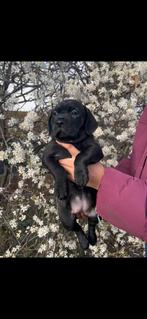 Puppies, Dieren en Toebehoren, Honden | Niet-rashonden, Parvo, 8 tot 15 weken, Meerdere, Meerdere dieren