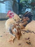 Gezocht ayam serama hen(nen), Dieren en Toebehoren, Pluimvee, Vrouwelijk, Kip