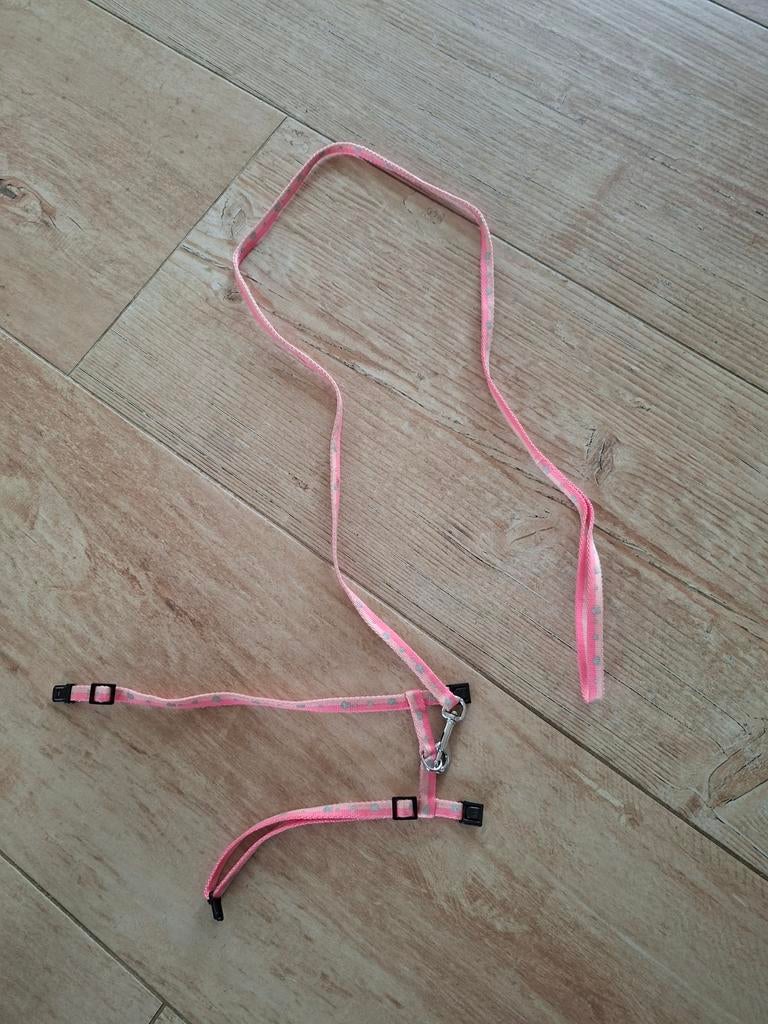 Kitten tuigje, Dieren en Toebehoren, Ophalen