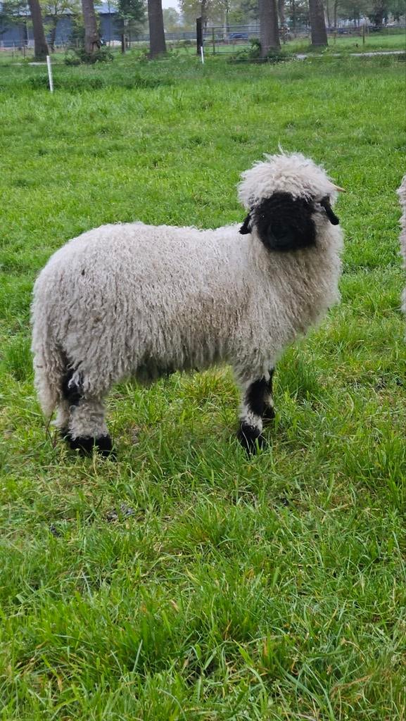 Walliser Schwarznase Ram., Dieren en Toebehoren, Mannelijk, Schaap