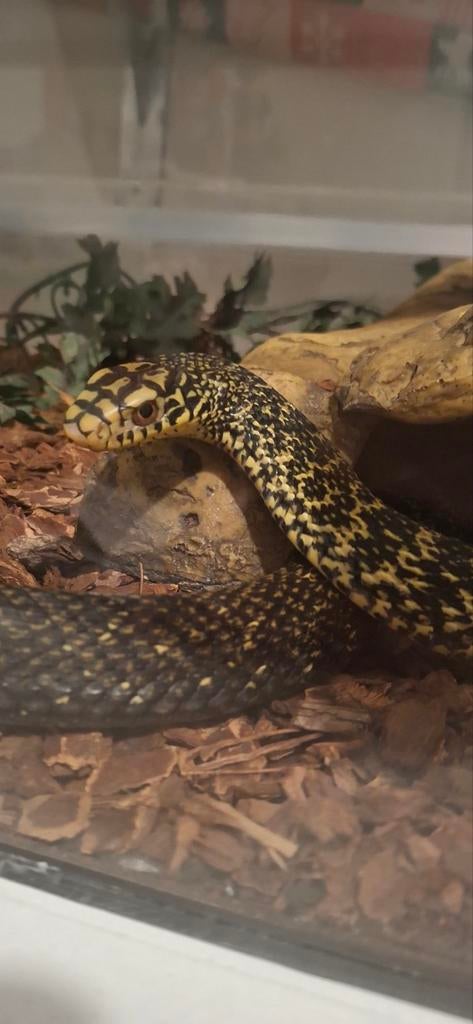 Super mooie Koning Rattenslang (Elaphe carinata) Rat Snake - male for sale from T