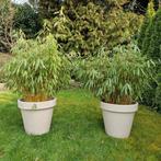 Fargesia Scabrida - bamboe in pot 110-130 cm, Tuin en Terras, Vaste plant, Bloeit niet, Halfschaduw, Ophalen