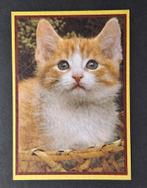 Rossig katje met witte bef en snuit in rieten mandje, Ophalen of Verzenden, 1980 tot heden, Ongelopen, Hond of Kat