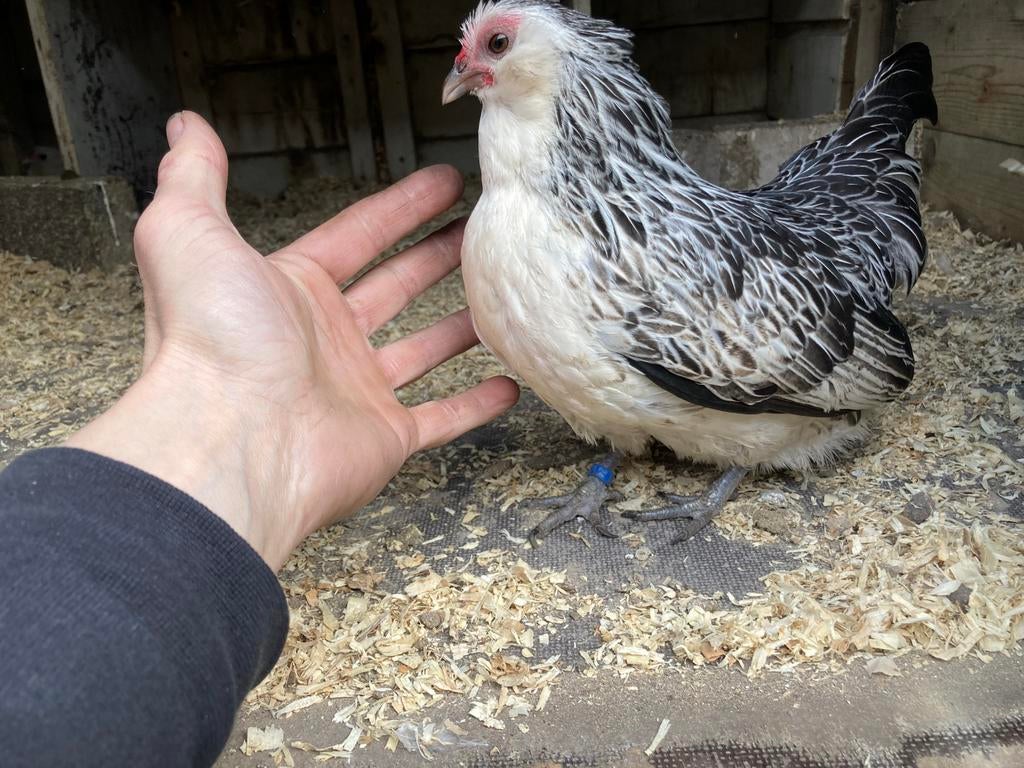Baardkrielen, Dieren en Toebehoren, Meerdere dieren, Kip