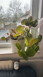 Pannenkoeken plant in elho pot, Ophalen of Verzenden, In pot, Halfschaduw, Minder dan 100 cm