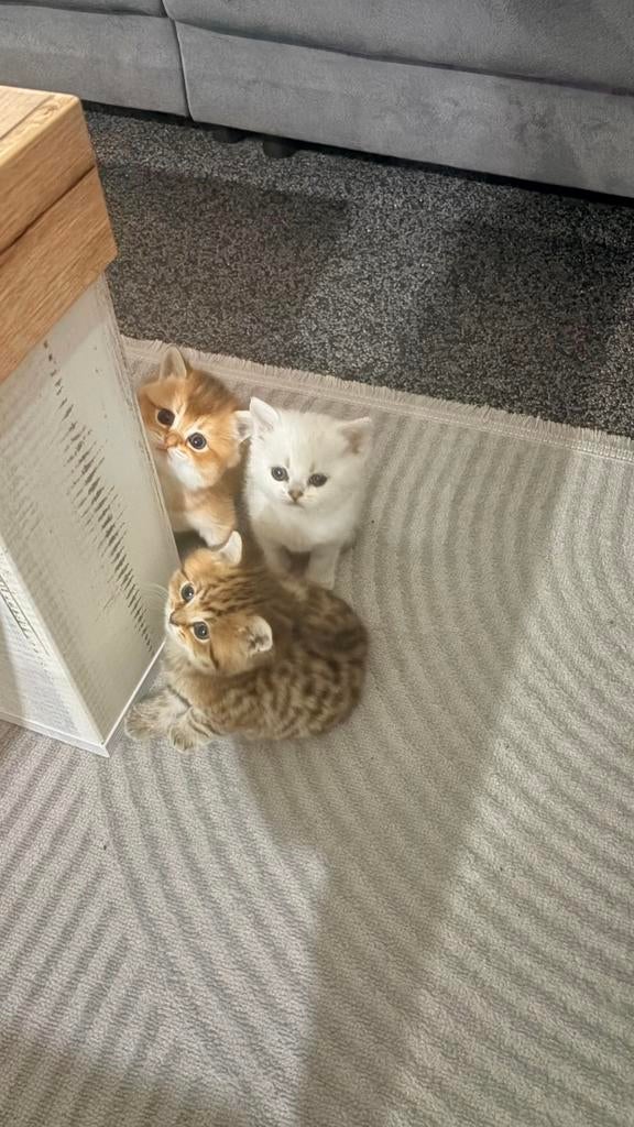 Raszuivere Britse korthaar kittens, Dieren en Toebehoren, Katten en Kittens | Raskatten | Korthaar, Meerdere dieren, Ontwormd