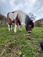 Mooie mini shetlander  te koop, Dieren en Toebehoren, Pony's, Ruin, A pony (tot 1.17m), Gechipt, 0 tot 2 jaar