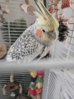 koppel valkparkieten tam, Dieren en Toebehoren, Meerdere dieren, Parkiet, Pratend