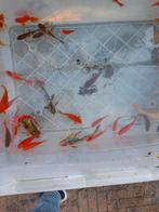 Aantal goudvissen en halfwas koy s, Goudvis(sen)