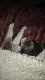 Reutje 3 mnd, Dieren en Toebehoren, Honden | Jack Russells en Terriërs, Jack Russell Terriër, Reu, Eén hond, Nederland