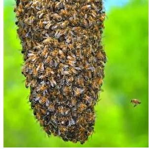 Gratis Bijenzwerm Verwijderen!, Bijen