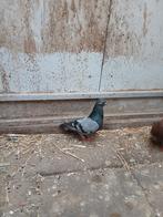 Figurita, Vrouwelijk, Kip