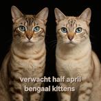 VERWACHT - Bengaal kittens rond half april, Dieren en Toebehoren, Katten en Kittens | Raskatten | Korthaar