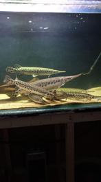 Jonge gar gezocht, Vis