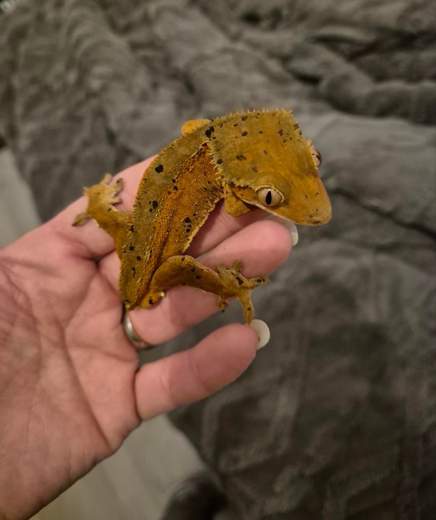 Wimpergekko, Dieren en Toebehoren, Reptielen en Amfibieën, Hagedis, 0 tot 2 jaar