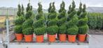 Buxus spiralen, Volle zon, Ophalen, Overige soorten, Bloeit niet