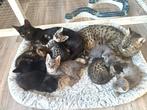 Savannah F6 SBT kittens beschikbaar, Meerdere dieren, Met stamboom, 0 tot 2 jaar