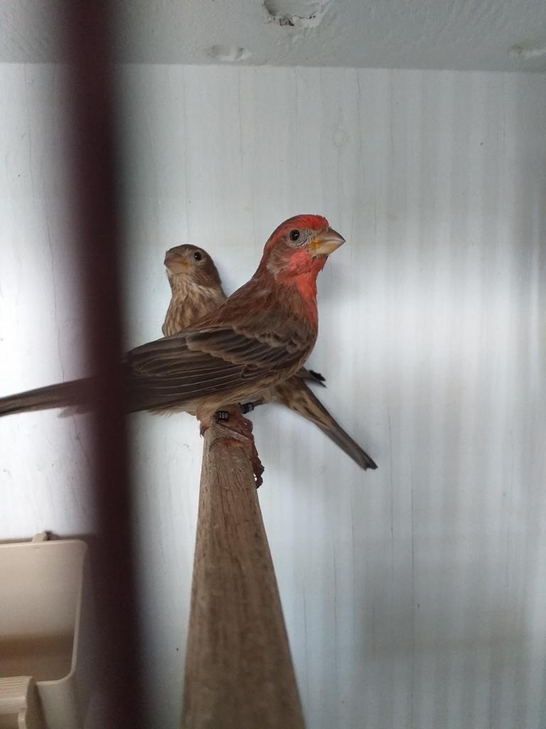 Mexicaanse rood mus koppel, Dieren en Toebehoren, Vogels | Overige Vogels, Meerdere dieren
