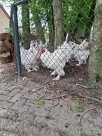 Te koop broedeieren witte Brahma's, Dieren en Toebehoren, Pluimvee, Geslacht onbekend, Kip