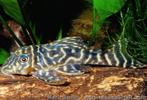 L129 colombian zebra pleco, Vis