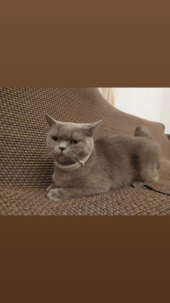 British Shorthair Female – Elegant,Calm and Excellent Hunter, Dieren en Toebehoren, Katten en Kittens | Raskatten | Korthaar, Meerdere dieren