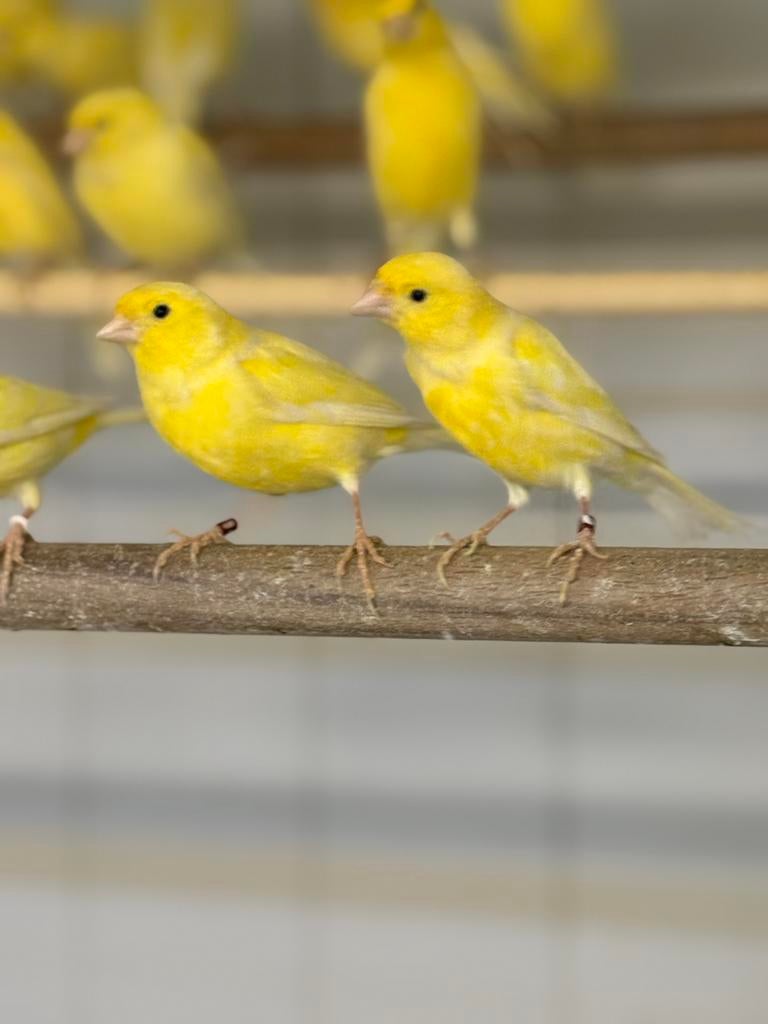 Te kopp Belgische waterslager mannen, Dieren en Toebehoren, Mannelijk, Zangkanarie