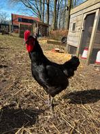 Jersey giant kruising, Mannelijk, Kip