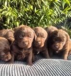 Prachtige labrador pups met stamboom!!, 8 tot 15 weken, Labrador retriever, Parvo, Meerdere