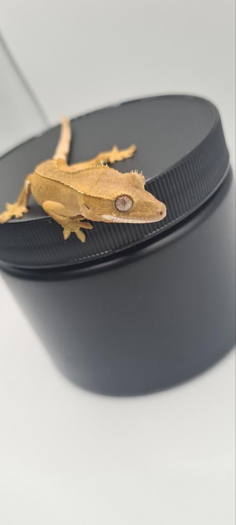 Wimpergekko, Dieren en Toebehoren, Reptielen en Amfibieën, Hagedis, 0 tot 2 jaar