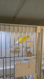 Raza kanarie, Dieren en Toebehoren, Vogels | Kanaries, Mannelijk, Zangkanarie