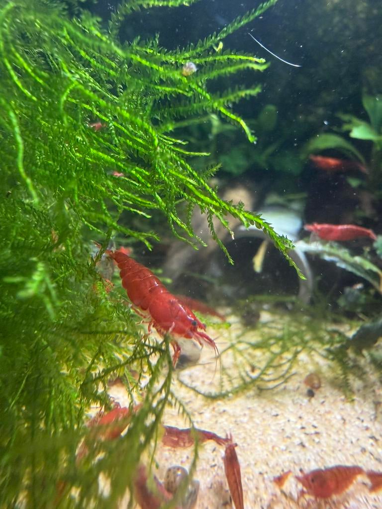 Red cherry shrimp-vuurgarnalen, Kreeft, Krab of Garnaal, Zoetwatervis