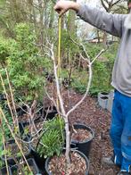 Vijgenboom vruchtdragend, Tuin en Terras, Planten | Fruitbomen, Ophalen, Lente, Volle zon, Vijgenboom
