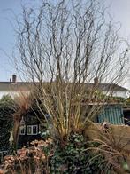 Paastakken, kronkelwilgtakken, vers, Ophalen, Volle zon, Overige soorten