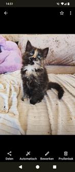 Prachtige Ragdoll Kruising kittens, Dieren en Toebehoren, Katten en Kittens | Overige Katten, Meerdere dieren, 0 tot 2 jaar