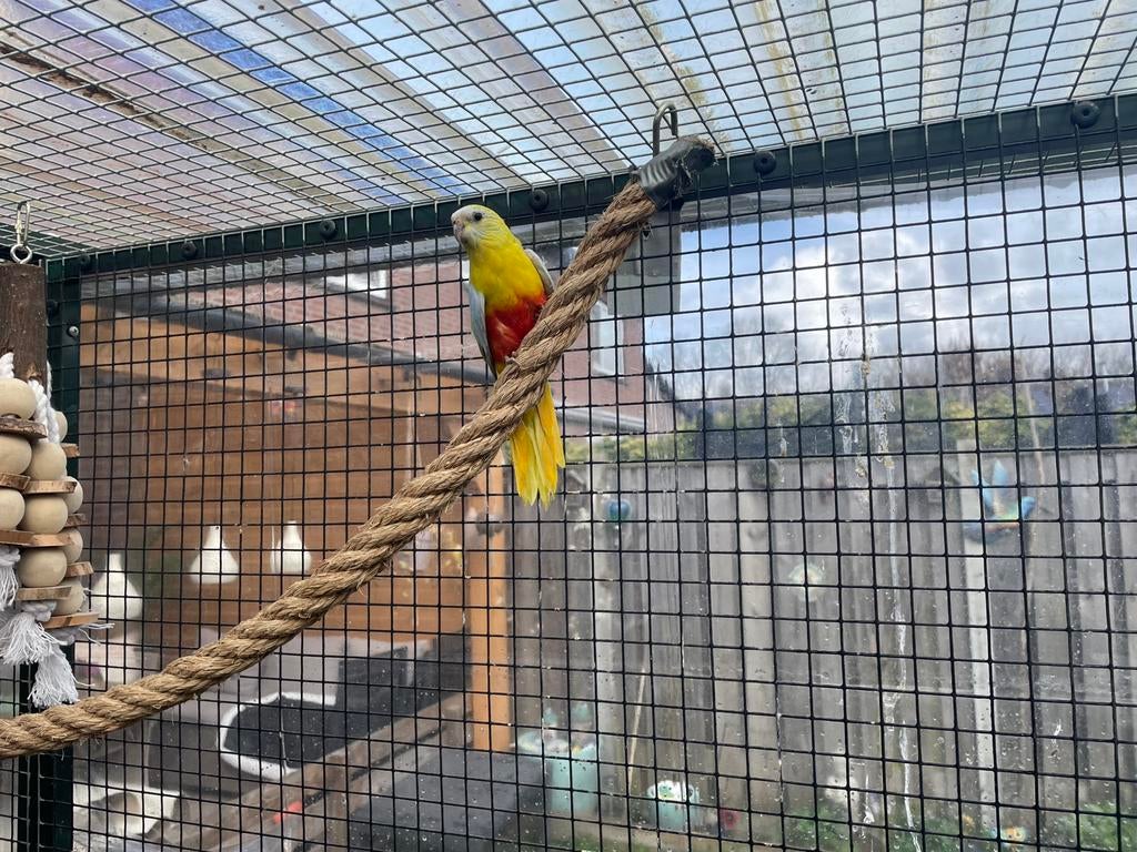 Gezocht turquoisine parkiet pop, Dieren en Toebehoren, Vogels | Parkieten en Papegaaien, Vrouwelijk, Parkiet