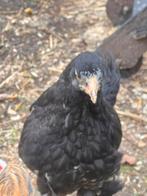 Brahma hen!, Dieren en Toebehoren, Pluimvee, Vrouwelijk, Kip