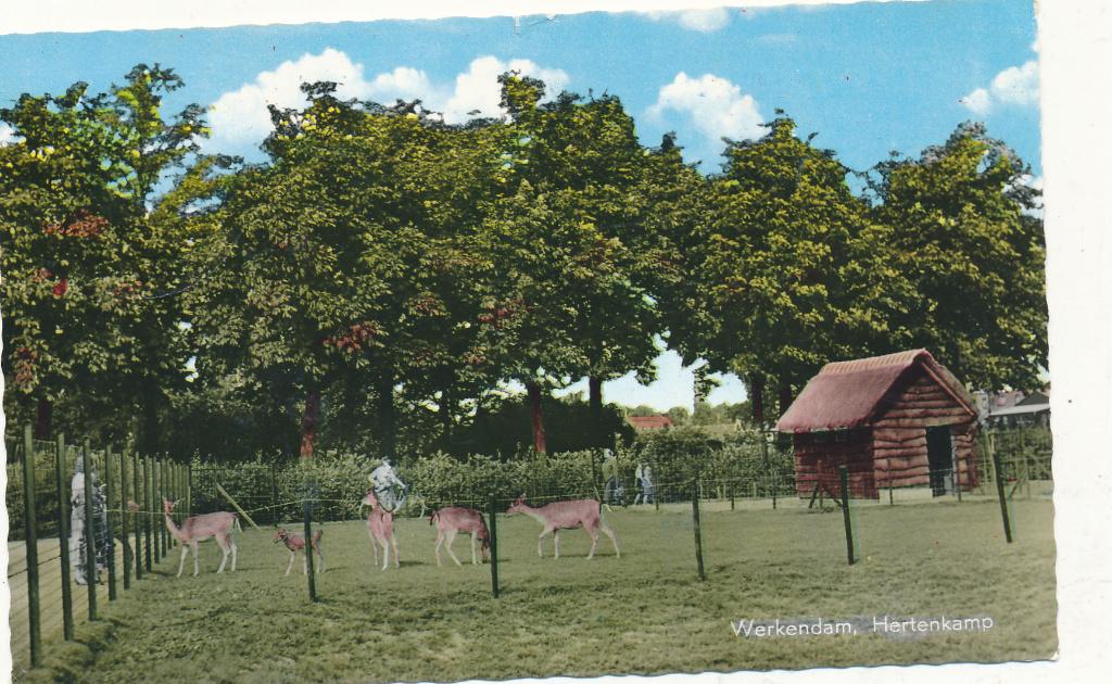 9774 Werkendam, Hertenkamp, Ophalen of Verzenden, 1940 tot 1960, Noord-Brabant